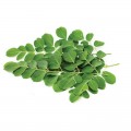MORINGA - Poudre de feuilles - lot de 3 sachets - moringa oleifera