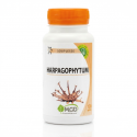 HARPAGOPHYTUM 200 gél. - Souplesse et Mobilité Articulaire - MGD Nature