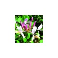 Chèvrefeuille / Honeysuckle - Fleurs de bach