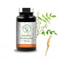 Astragalus Membranaceus 300 mg - Planticinal