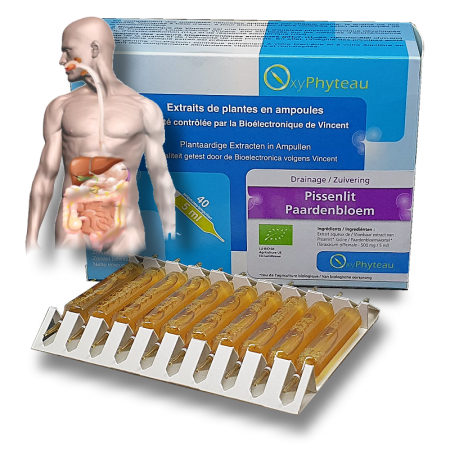 PISSENLIT Bio - OxyPhyteau - Dépuratif et digestion - Boîte de 40 amp.