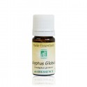 EUCALYPTUS GLOBULUS - 30ml Huile essentielle bio - Abiessence
