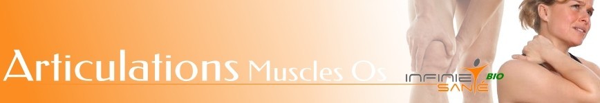 Articulations - Os - Muscles