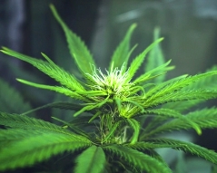 CBD, stop cigarette !