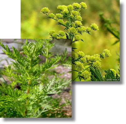 artemisa annua
