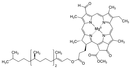 chlorophylle