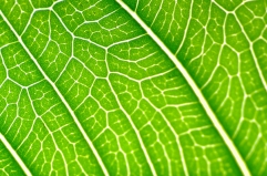 chlorophylle