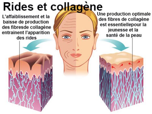 collagène