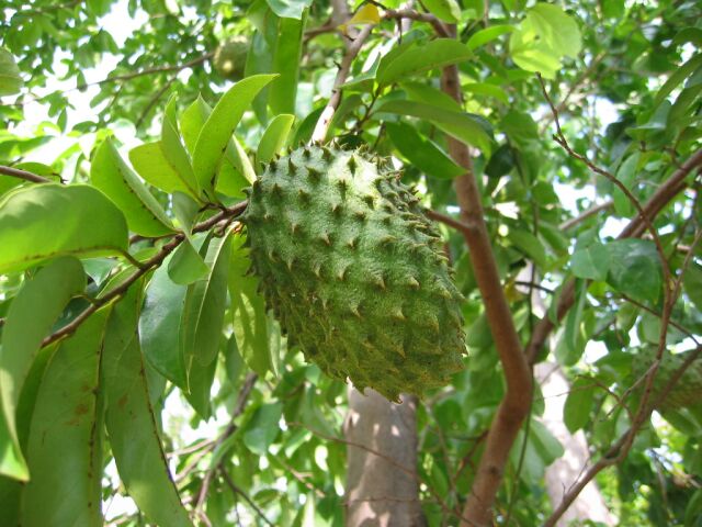 graviola-corrosol-annona-muricata-infinie-sante