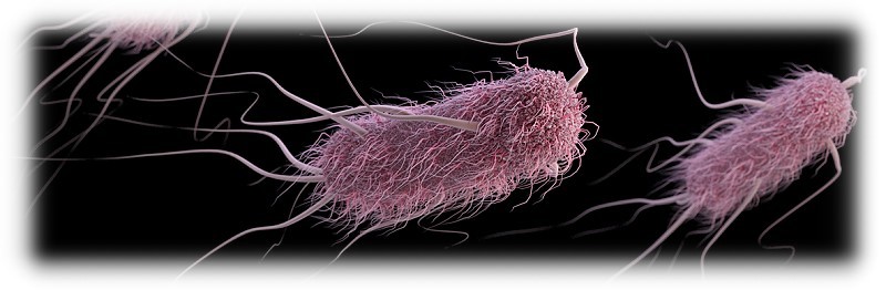 cystactif-cystil-cystactif-escherichia-coli-labosp-infinie-sante-bactéries