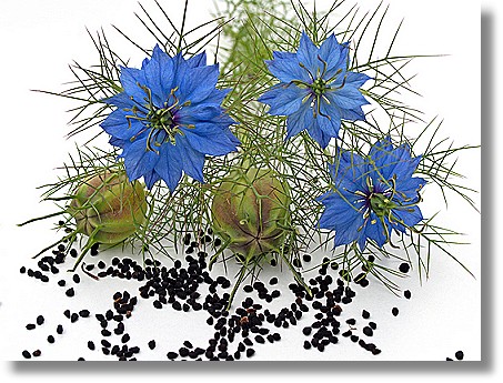 nigelle cumin noir d'Egypte