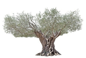 feuille olivier