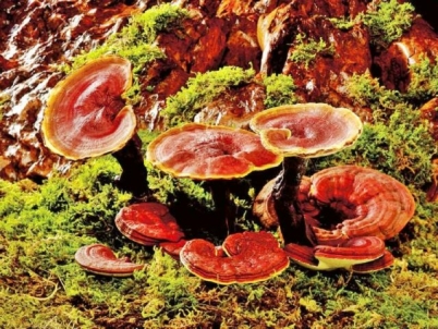 reishi