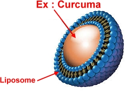 liposome