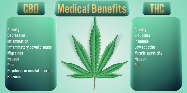 THC vs CBD