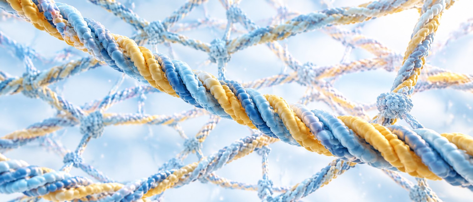 Fibres de collagène en triple hélice, protéine de structure