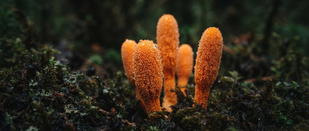 Gros plan macro sur les massues orange du Cordyceps militaris