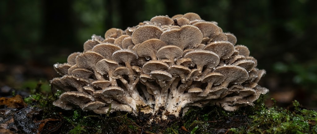 Gros plan macro sur la touffe de petits chapeaux du Polyporus umbellatus (polypore en ombelle)