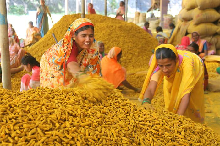 culture du curcuma