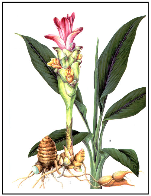 curcuma plantes