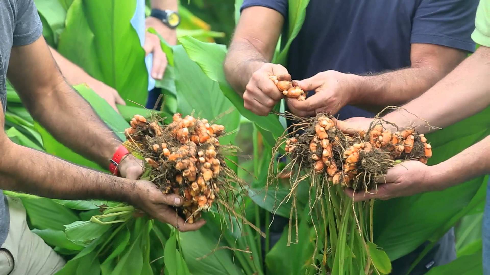 culture du curcuma