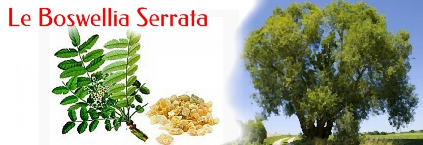 Le Boswellia Serrata