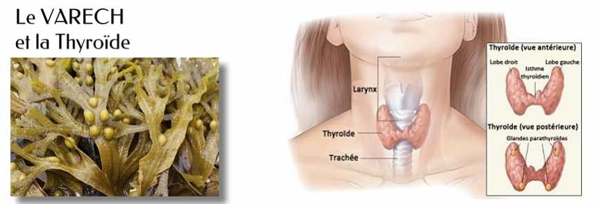 Le Varech et thyro&iuml;de