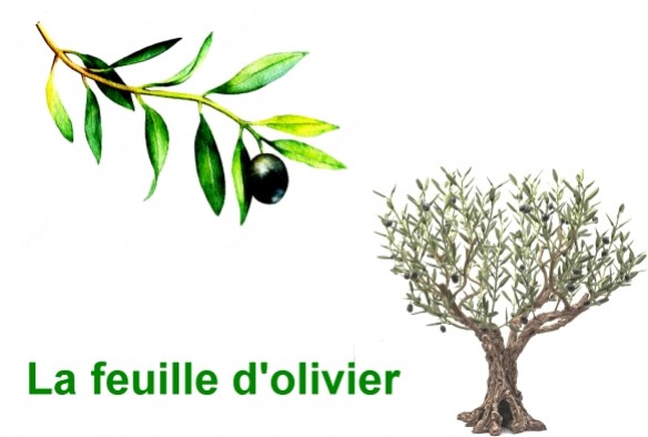La feuille d'olivier