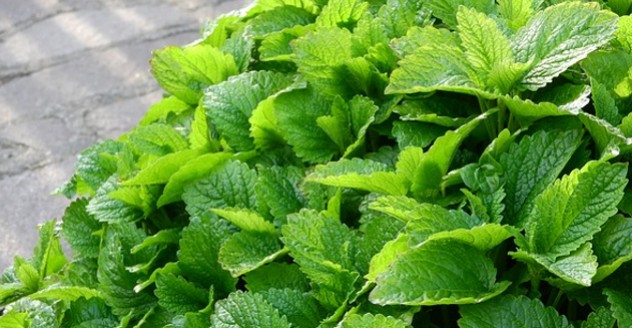 La m&eacute;lisse en tisane et autres gal&eacute;niques