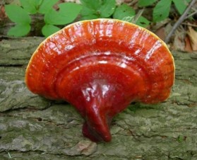 LE REISHI, hampignon aux mille vertus
