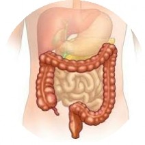 La glutamine, qu'est-ce que c'est ?