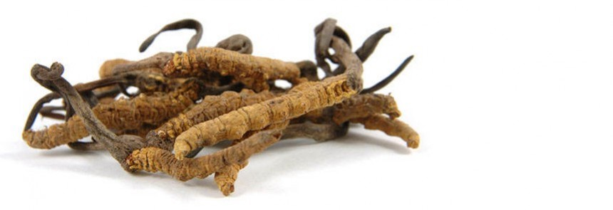 Le Cordyceps (sinensis)