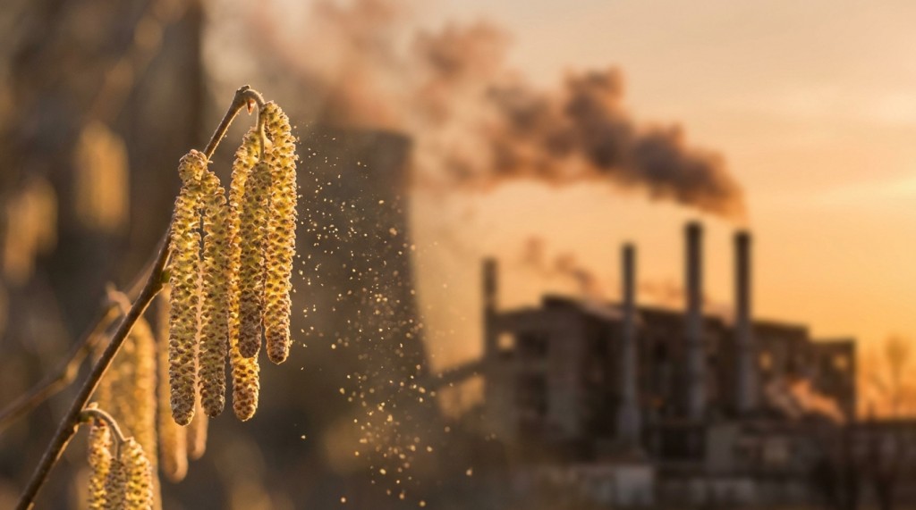 Allergies saisonni&egrave;res : quand le syst&egrave;me immunitaire perd la boussole