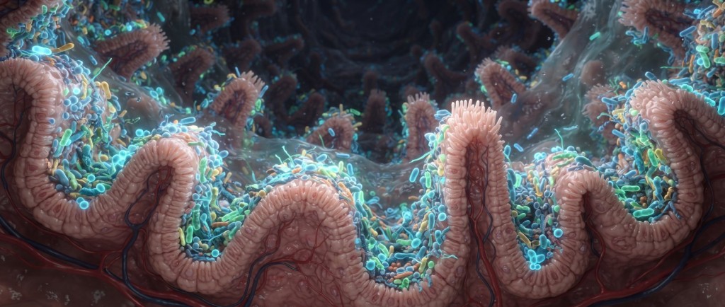 Le microbiote intestinal : notre organe invisible