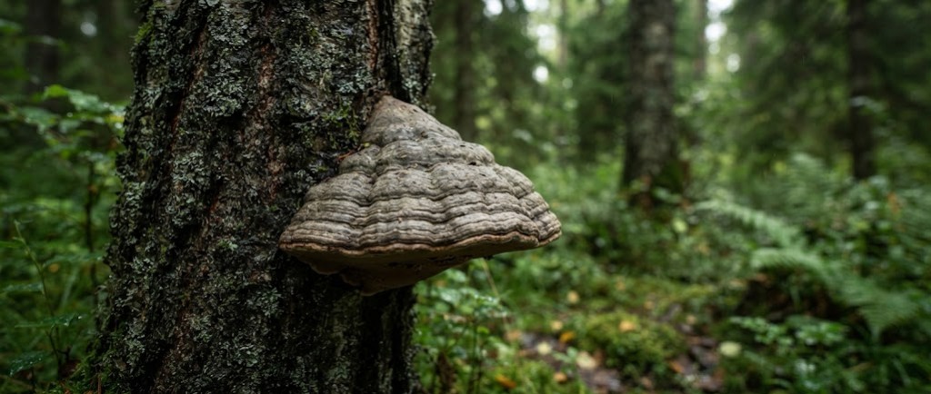 Fomes fomentarius (amadouvier) : le champignon d'Otzi