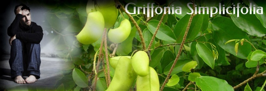Griffonia simplicifolia