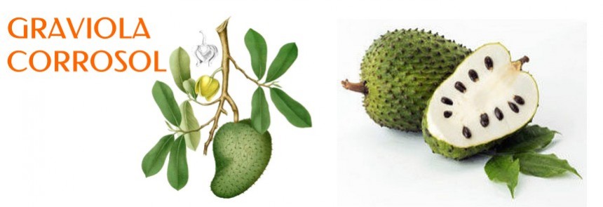 Graviola corossol
