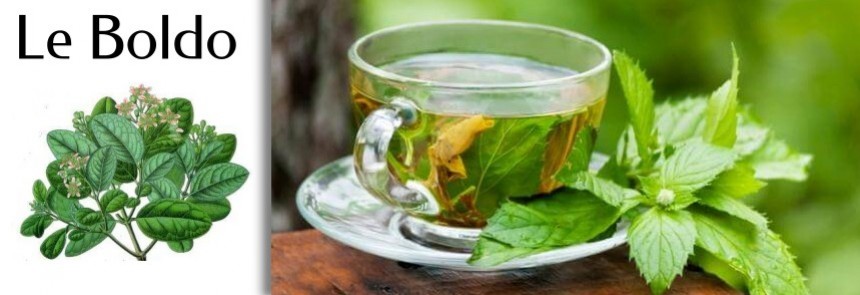 Le Boldo, l'ami du foie