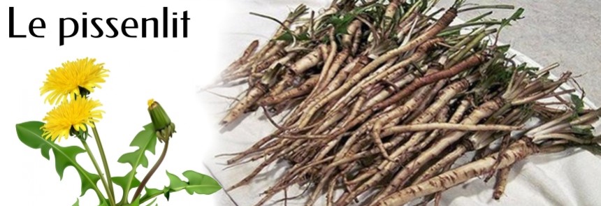 Le pissenlit