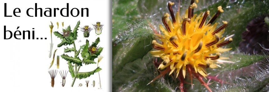 Le Chardon B&eacute;ni