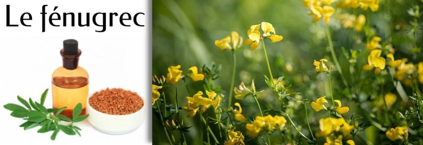 Le f&eacute;nugrec