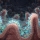 Le microbiote intestinal : not