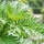 L'Artemisia annua et la digest