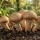 Agaricus blazei : le champigno