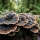 Trametes versicolor (queue de 