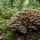 Polyporus umbellatus (zhu ling