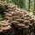 Pleurotus ostreatus (pleurote)