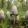 Coprinus comatus (coprin cheve