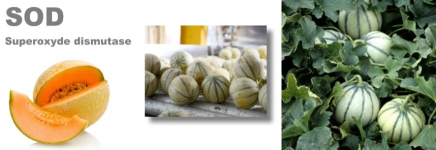 SOD du melon