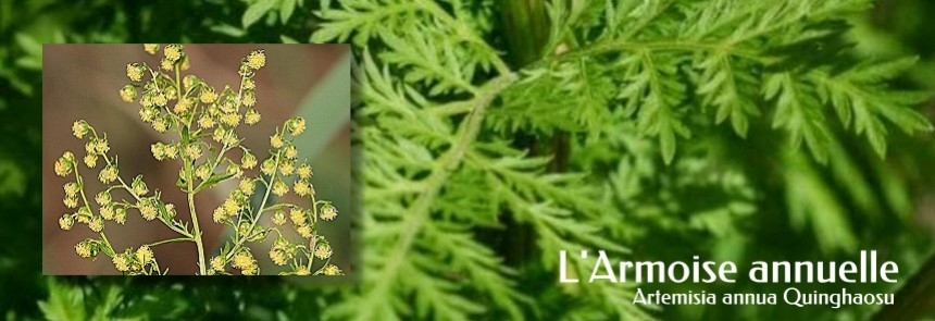 L'armoise annuelle (artémisia annua)